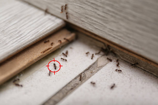 Best Termite Control Services  in Abbotsford, WI