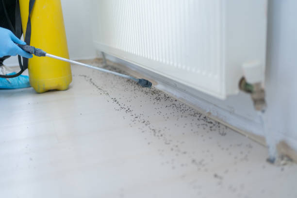 Best Termite Control Services  in Abbotsford, WI