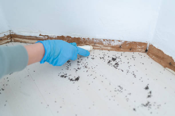 Best Mosquito Control Services  in Abbotsford, WI